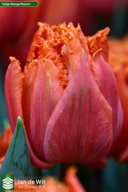 تصویر پیازلاله هلندی (Orange passion ) - ۱عدد Orange passion