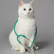 تصویر پکیج عقیم سازی گربه نر neutering