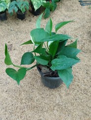 تصویر پتوس سبز 