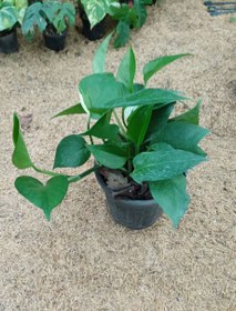 تصویر پتوس سبز 