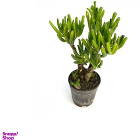 تصویر گیاه طبیعی کراسولا گولوم به همراه گلدان 