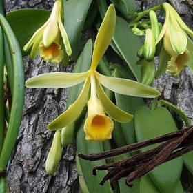 تصویر بذر ارکیده وانیل 10 عددی 