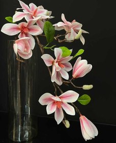 تصویر گل مگنولیا وارداتی-m02 