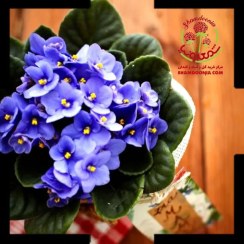 تصویر بنفشه آفریقایی هدیه | خرید از معتبرترین فروشگاه گل آپارتمانی 