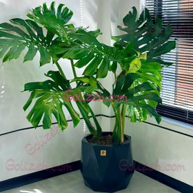 تصویر برگ انجیری پنجه شیری 