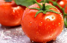 تصویر گوجه فرنگی قرمز  Red Tomato ا 20 بذر گوجه فرنگی قرمز  Red Tomato 20 بذر گوجه فرنگی قرمز  Red Tomato