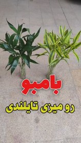 تصویر گیاه بامبو 