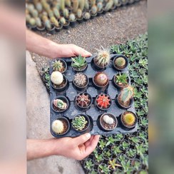 تصویر کاکتوس پک 16 عددی متنوع و خاص 