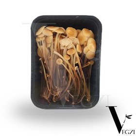 تصویر قارچ انوکی به زودی