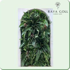 تصویر گرین وال استوایی 