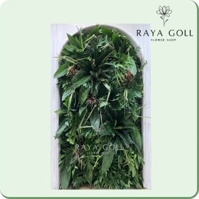 تصویر گرین وال استوایی 