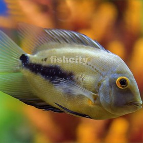 تصویر اورا مثلثی 5 سانت 