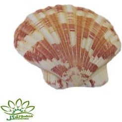 تصویر صدف دریایی کد ۰۷۴۴ 