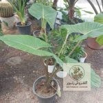 تصویر باباآدم | کد: ZNB-FYD 