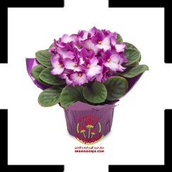 تصویر بنفشه آفریقایی shiny | خرید از برند معتبر با سابقه درخشان در گل و گیاه 