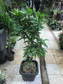 تصویر پیله موآ بامبو‌خاکی 