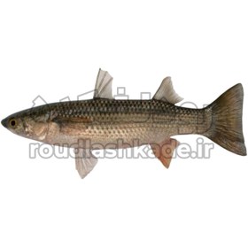 تصویر ماهی کفال Mullet Fish