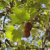 تصویر نهال ابریشم.ویاس امین الدوله.ارغوان.صنوبر ونهال چنار وآبشارطلایی وانواع رز .با سایزها وقیمت های متنوع. 