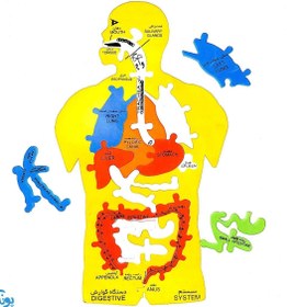 تصویر پازل آموزشی اعضای بدن انسان فومی سایان چند رنگ