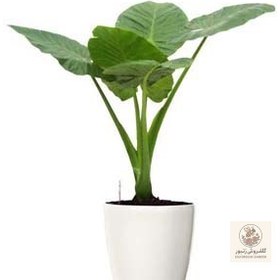 تصویر بابا آدم | کد: ZNB-15VW 