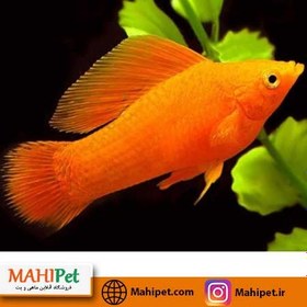 تصویر ماهی مولی نارنجی بزرگ 6-7 سانت (جفت) 