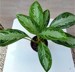 تصویر آگلونما فرانسوی تک بوته مادری بدون لک و زدگی 