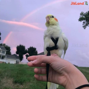 تصویر فروشگاه لوازم پرندگان جیک لند