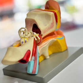 تصویر مولاژ گوش انسان مدل ASM17 