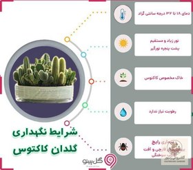 تصویر پک کاکتوس بزرگ | کد: ZNB-EKD 