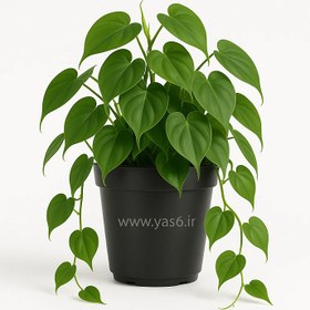 تصویر اسکاندیس قلبی 