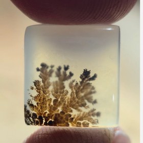 تصویر شجر قائن 