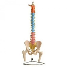 تصویر مولاژ ستون فقرات و لگن رنگی didactic vertebral column with pelvis and femur heads