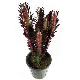 تصویر گیاه طبیعی افوربیا کد RS03 