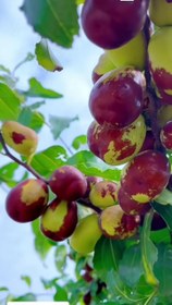 تصویر نهال عناب اوکراینی 