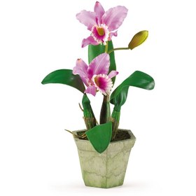 تصویر ارکیده کاتلیا (Cattleya) 