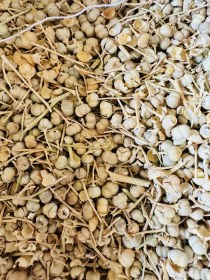 تصویر اسپند (یک کیلویی) 