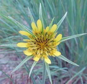 تصویر بذر شنگ زرد Tragopogon dubius 