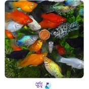 تصویر ماهی مولی چند رنگ سایز ۴-۵ سانت 