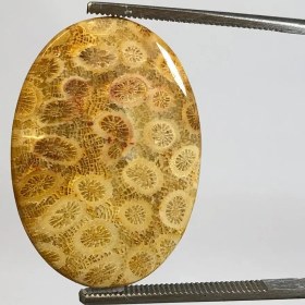 تصویر سنگ فسیل مرجان قیمتی طبیعی 250108 