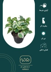 تصویر پوتوس ارتشی(پتوس) - گـلـفـروشی آنـلایـن روحـیـه 