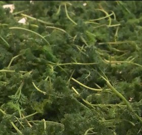 تصویر شوید کوهی 