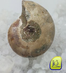 تصویر فسیل آمونیت 