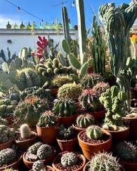 تصویر خرید اینترنتی کاکتوس برای زیباسازی فضای کار 