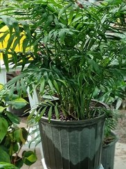 تصویر گیاه شامادورا سطل ۱۰ 