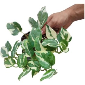 تصویر پتوس ارتشی 