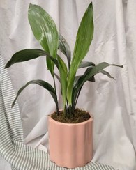 تصویر خرید برگ عبایی برای تزئین دیوارهای خانه 