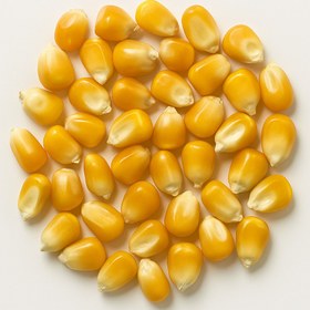 تصویر ذرت (پفیلا) 