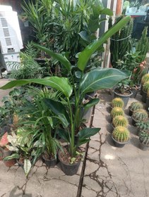 تصویر نخل نیکولای سطل ۷ 