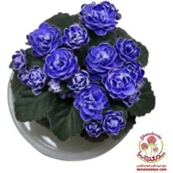 تصویر بنفشه آفریقایی گیاهی زیبا با رضایت بی‌نظیر مشتریان 