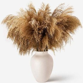 تصویر گل خشک پامپاس 